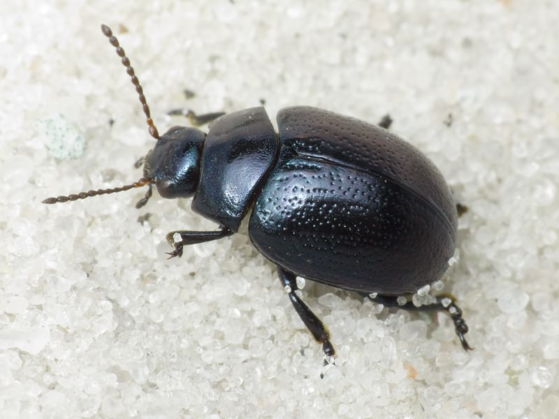 Chrysolina haemoptera (Linnaeus, 1758)